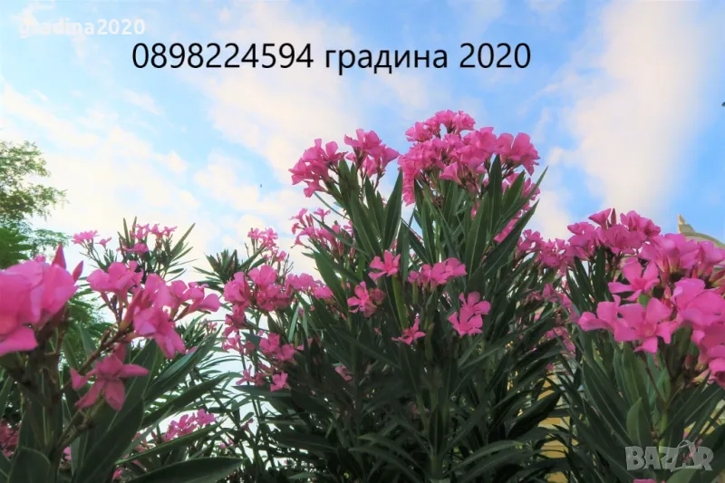 Олеандър - Зокум Налични 5 вида , снимка 1