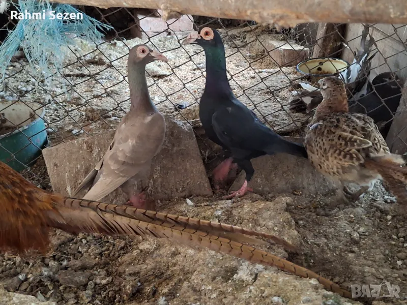 Английски кариери , снимка 1