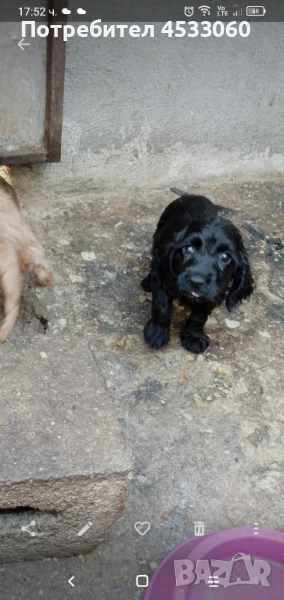 Продавам кученце кокер шпаньол , снимка 1