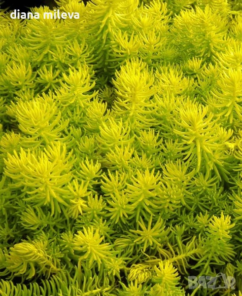 Седум  Анджелина, Sedum rupestre Angelina, снимка 1