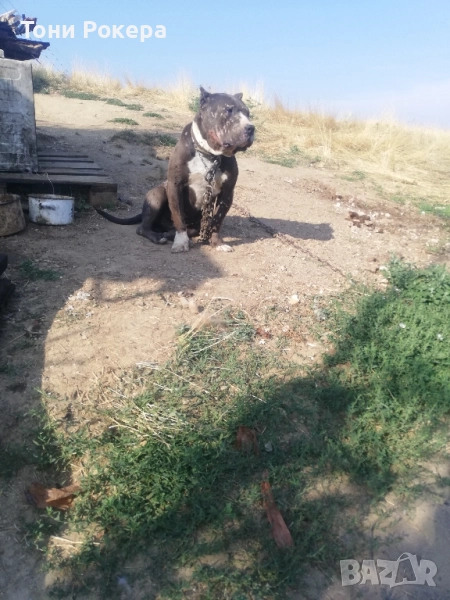 Продавам куче , снимка 1