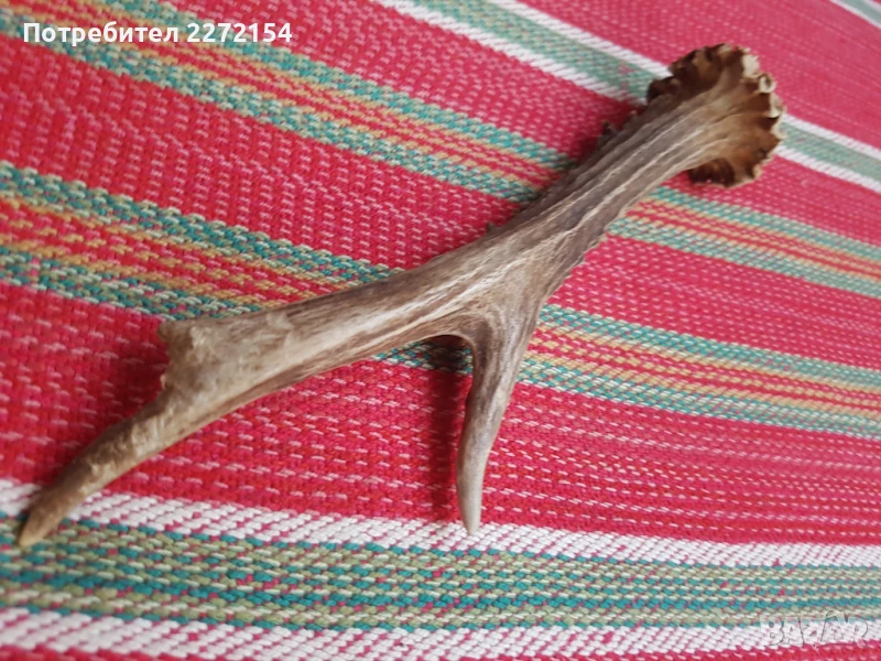 Рог от сръндак , снимка 1