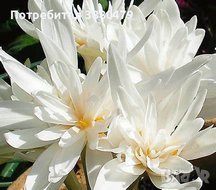 луковици на бял минзухар (пролетен и есен), снимка 1