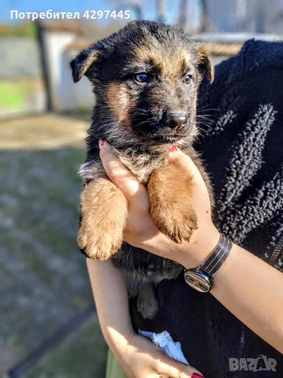 Малки немски овчарки , снимка 1