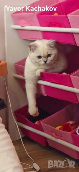 британска търси мъжки, снимка 1