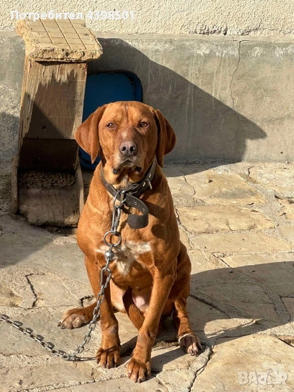 Кучето е женско на 4 гд, снимка 1