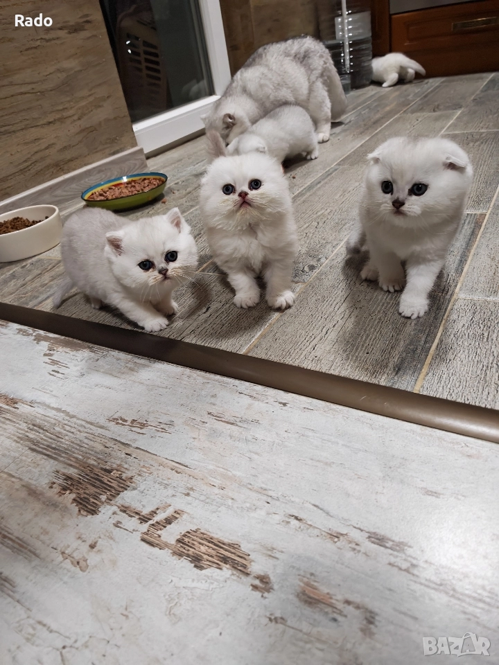 Клепоухи и правоухи сребърни чинчили , снимка 1