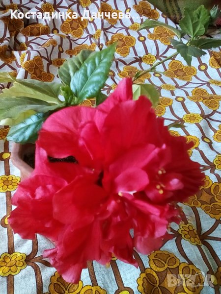 Китайска роза-резници, снимка 1