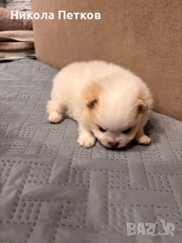 Померан , снимка 3 - Померан - 52997212