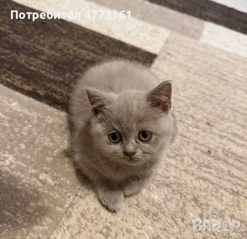 Британски Късокосмести котенца, снимка 11 - Британска късокосместа - 53928037