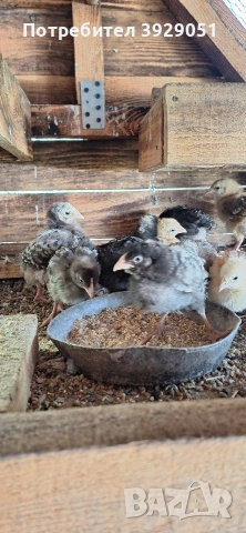 Продавам пилета , снимка 2 - Кокошки и пуйки - 54311612