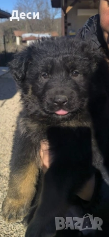 малки немски овчарки, снимка 3 - Немска овчарка - 52818708