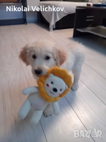 Голдън ретривър, снимка 3 - Голдън ретривър - 53286080