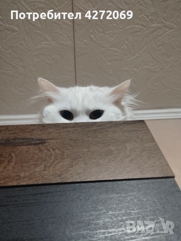 Подарява се бяло пухкаво коте, снимка 3 - Персийска - 54026694