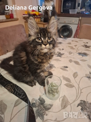 Котета Мейн кун, снимка 8 - Мейн кун - 53102328