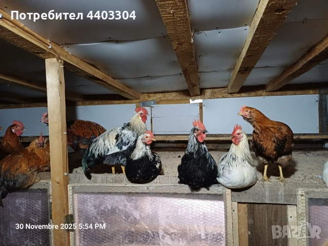 Петли , снимка 2 - Кокошки и пуйки - 52597404