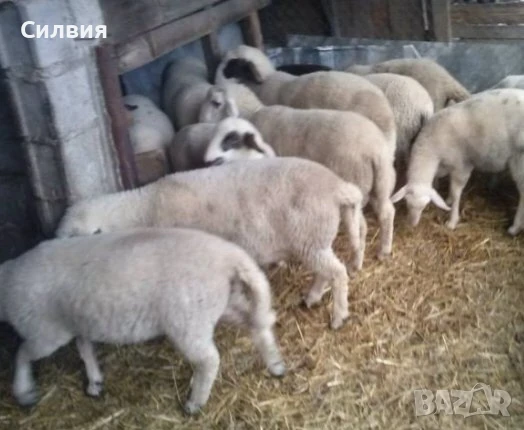 Агнета , снимка 1