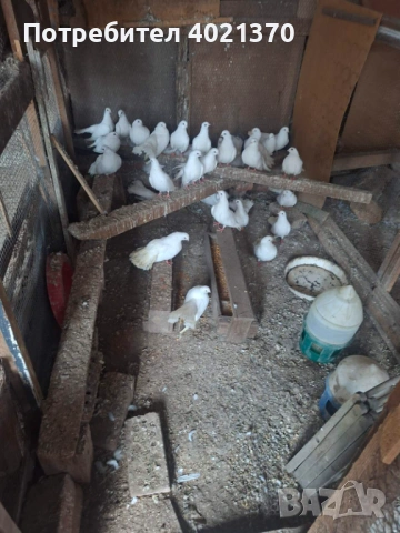 Бели старозагорски гълъби, снимка 2 - Гълъби - 54161179