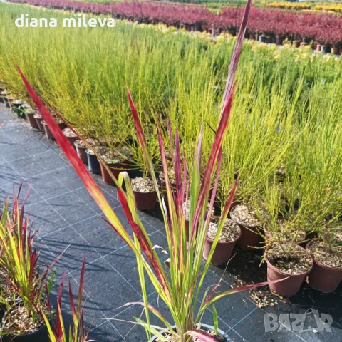 Императа Червен Барон, Imperata 'Red Baron', Декоративна трева, снимка 9 - Градински цветя и растения - 37058656