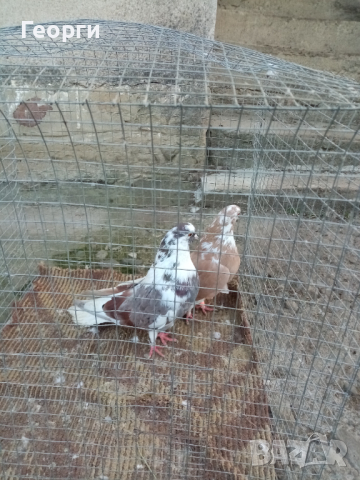 Николаевски гълъби 5 двойки , снимка 11 - Гълъби - 44517160