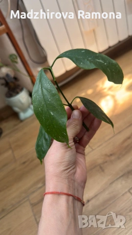 Hoya Хоя Praetorii 