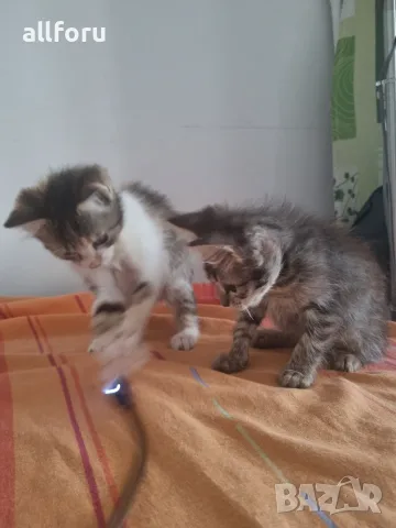 ПОДАРЯВАМ 2 КОТЕТА на 3месеца