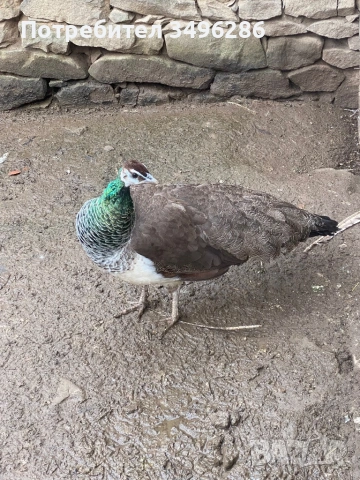 Продавам паунка, снимка 3 - Кокошки и пуйки - 54307978