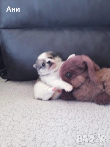 ШЕПИЧКА ЛЮБОВ, снимка 5 - Померан - 54100261