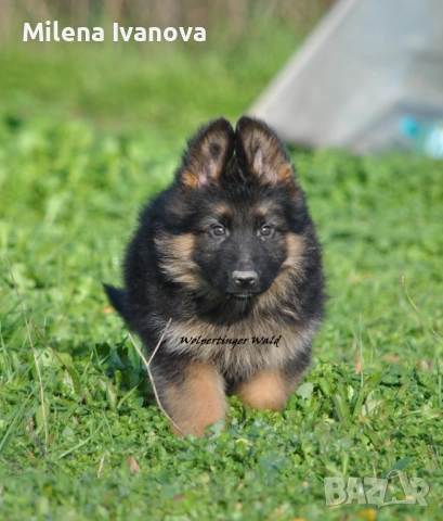 Мъжки немски овчарки с ДЪЛЪГ косъм 