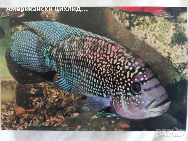 Цихлазома октофасциатум-Джак Демпси