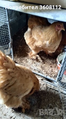 Продавам оплодени яйца , снимка 8 - Кокошки и пуйки - 39593851