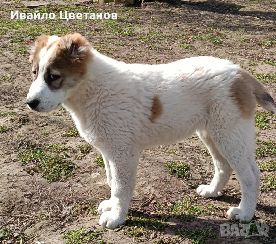 Алабай, снимка 4 - Алабай - 54042130