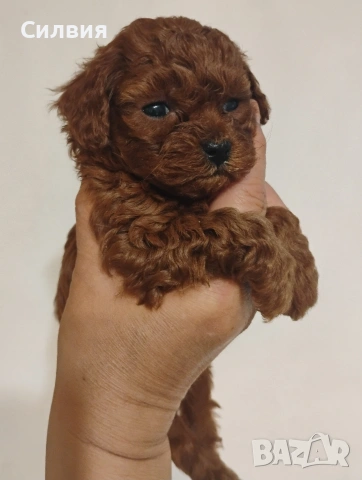 предлагам той пудели , снимка 3 - Пудели - 54271588