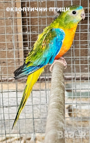 Продавам Двойка Неофеми, снимка 5 - Папагали - 53927992