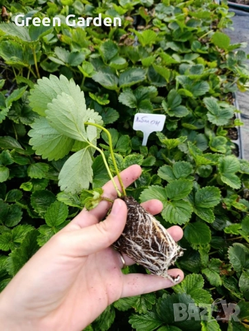 ягоди Албион-целогодишно