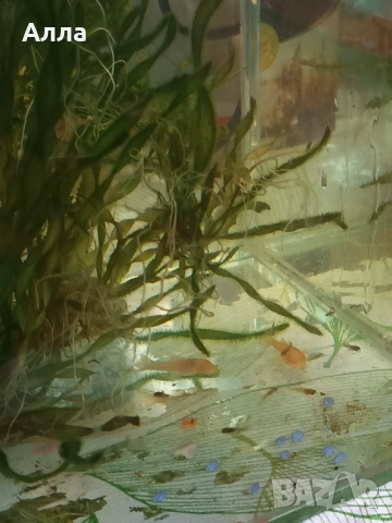 Малки анцитруси, объкновени, снимка 2 - Рибки - 53222618