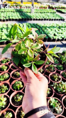 Вербена многогодишна, Verbena Bonariensis Bonnie Blue, снимка 10 - Градински цветя и растения - 52426647