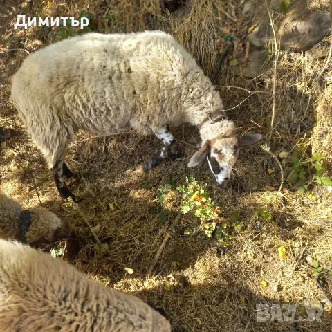 продавам две ярета и овца, снимка 3 - Кози - 56414568