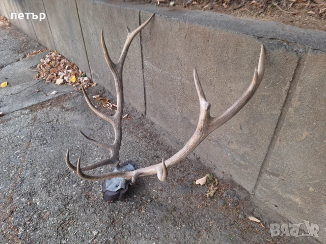 Рога от елен, снимка 9 - Декорация за дома - 51394390