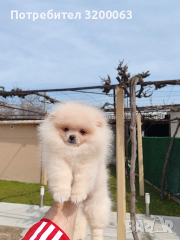 Померан мъжко , снимка 2 - Померан - 53985914