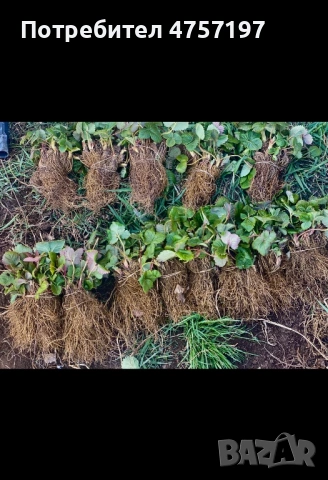 Разсад ягоди и малини , снимка 2 - Разсади - 53891462