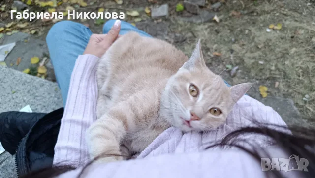 Подарявам коте СПЕШНО 