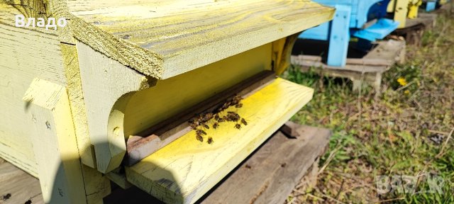 Полифлорен мед реколта 2023 г., снимка 5 - Пчелни продукти - 42170508