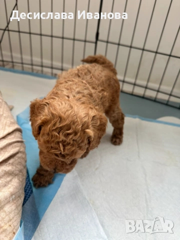 Пудел тойче момче, снимка 2 - Пудели - 53947225