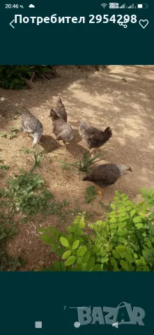 Катунски кокошки - разплодни яйца, снимка 5 - други­ - 49318643