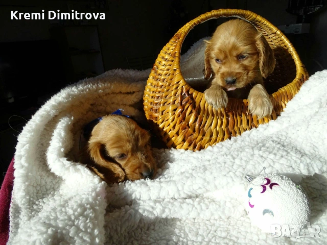 Английски кокер шпаньол бебета с ваксина и паспорт , снимка 4 - Шпаньоли - 53074657