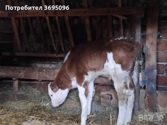 мъжки телета по 500 лв , снимка 2 - Крави - 52824763