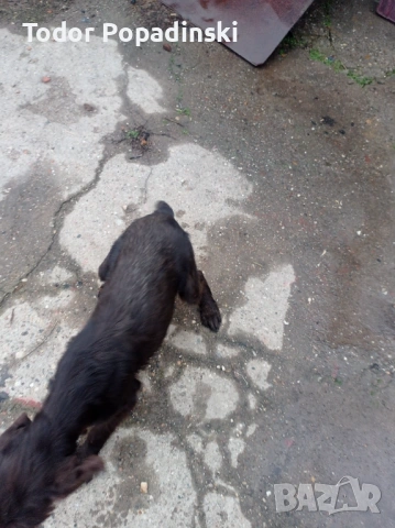 Куче дратхар срешно, снимка 9 - Дратхаар - 53128897