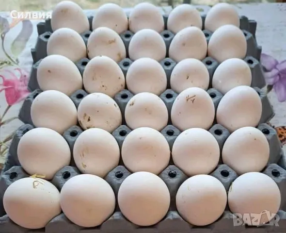 Домашни яйца , снимка 1