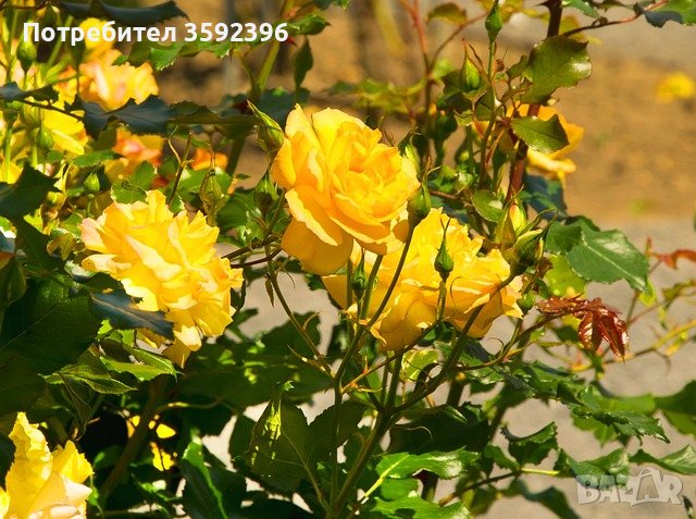 Продавам 10 цвята рози катерливи резници общо за 10 лева, снимка 3 - Градински цветя и растения - 42478846